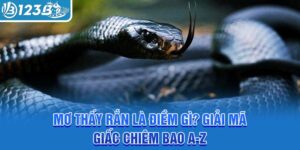 mo-thay-ran-la-diem-gi-giai-ma-giac-chiem-bao-a-z